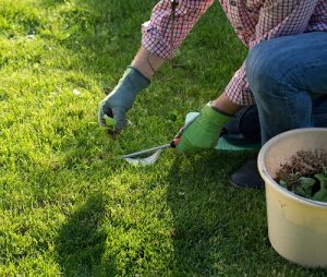 weed control