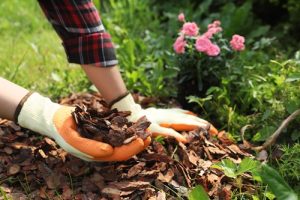 mulching