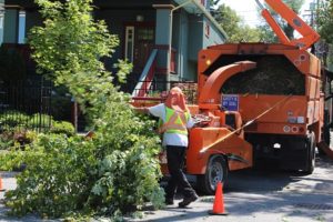 Tree Removal Myrtle Beach